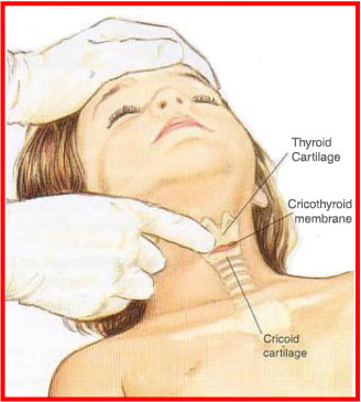 Cricothyroid Membrane Anatomy