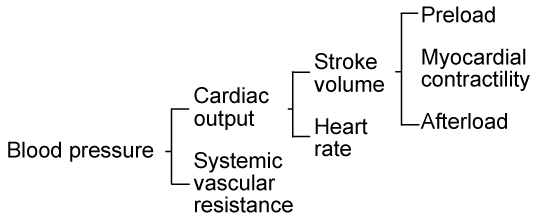 Cardiovascular Variables Affecting Systemic Perfusion diagram